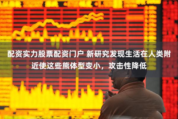 配资实力股票配资门户 新研究发现生活在人类附近使这些熊体型变小,攻击性降低